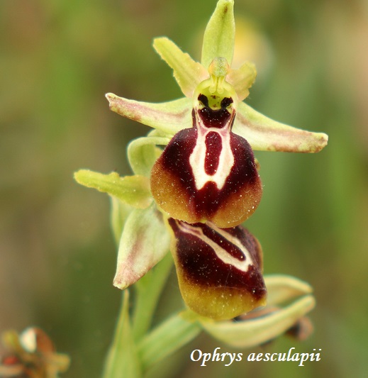 Orchidee dell''Epiro e del Peloponneso